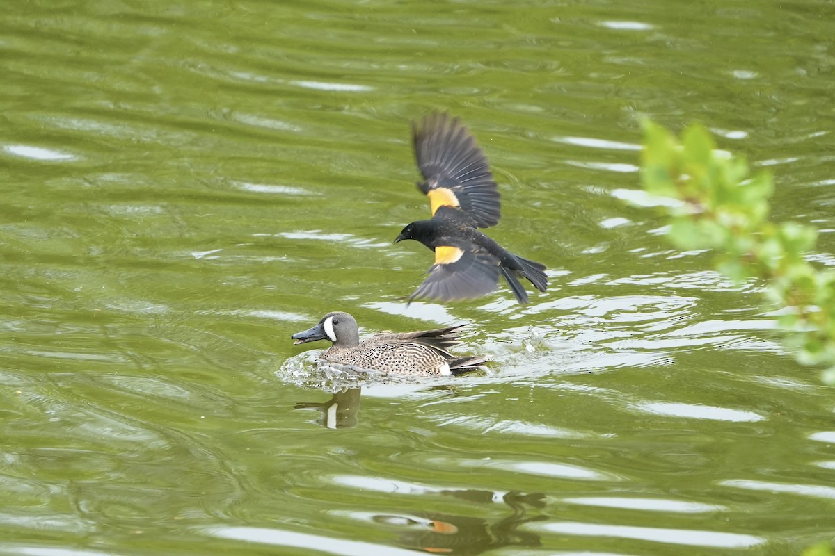 Blue-winged Teal - ML618519746