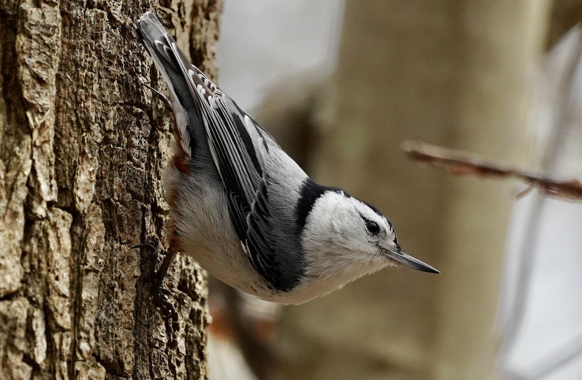 White-breasted Nuthatch - ML618519756