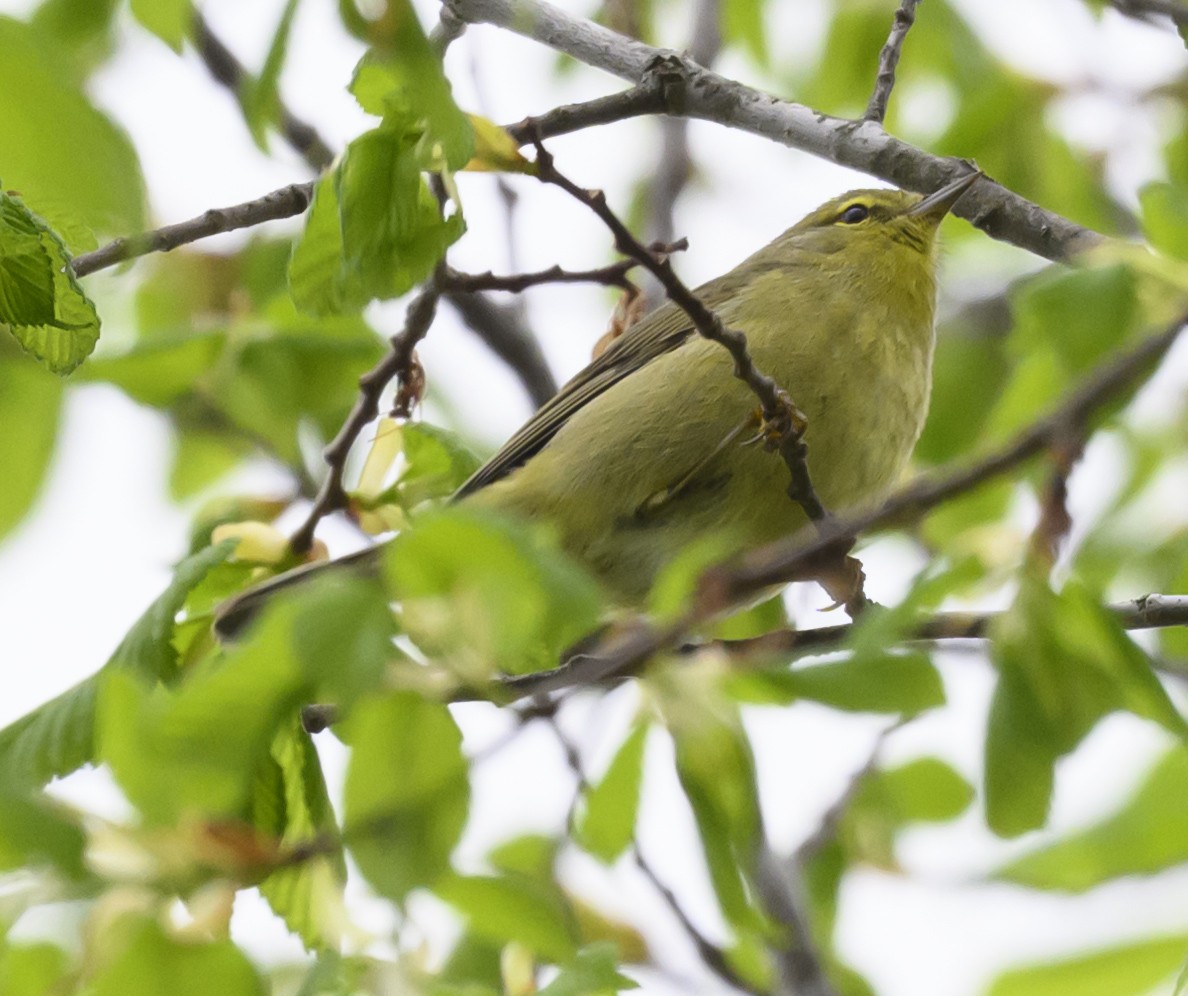 Orange-crowned Warbler - Jocelyn  Anderson