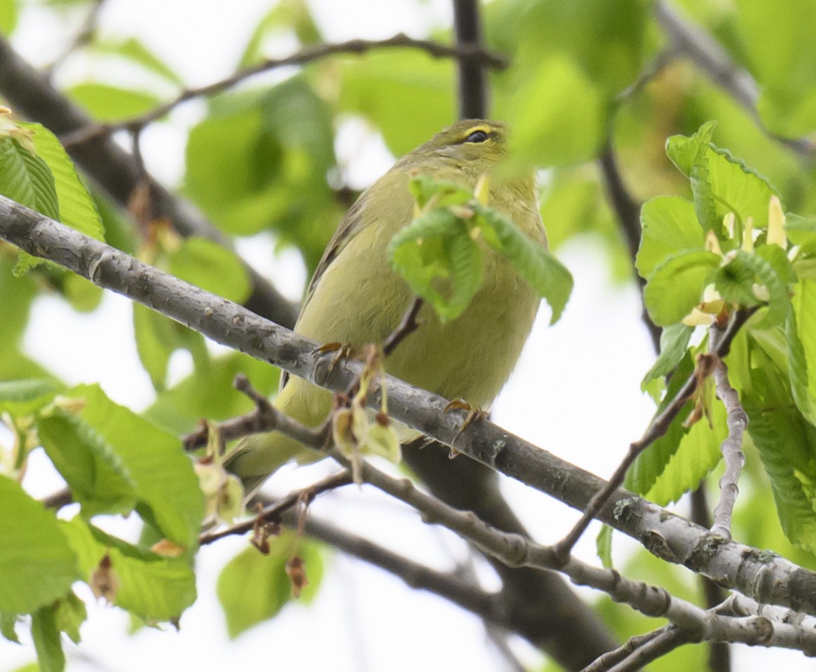 Orange-crowned Warbler - Jocelyn  Anderson