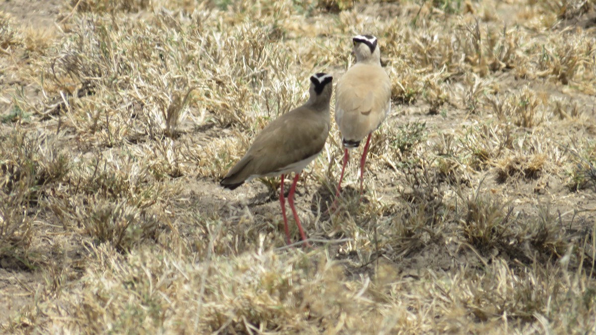 Crowned Lapwing - ML618519821