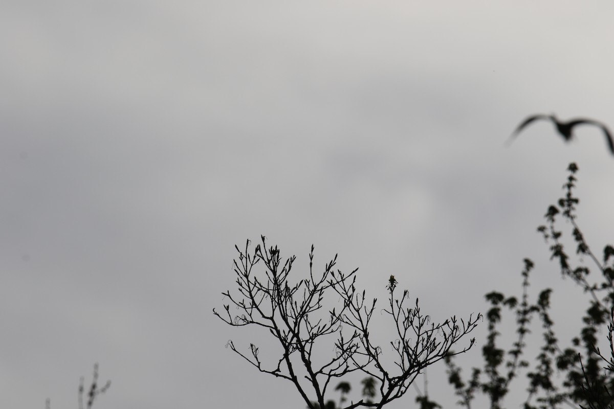 Great Blue Heron - Linda Miller