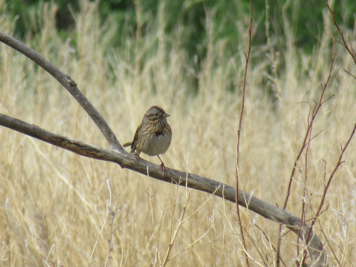 Lincoln's Sparrow - ML618519826