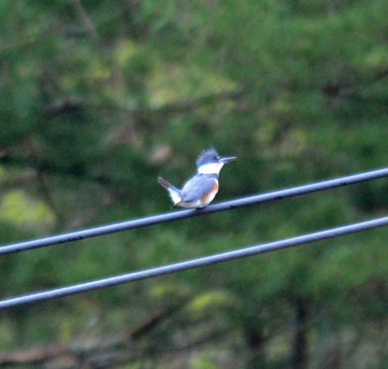 Belted Kingfisher - Michael Carpenter