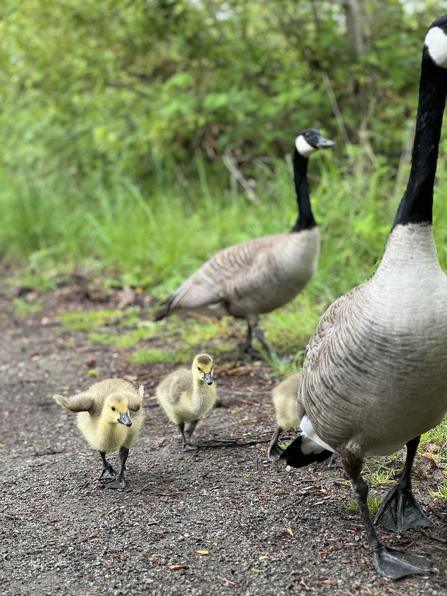 Canada Goose - ML618519844