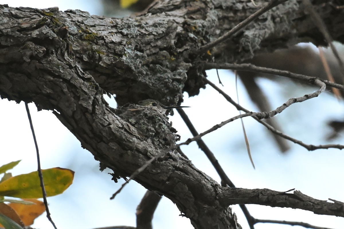 Anna's Hummingbird - Ryan O'Donnell