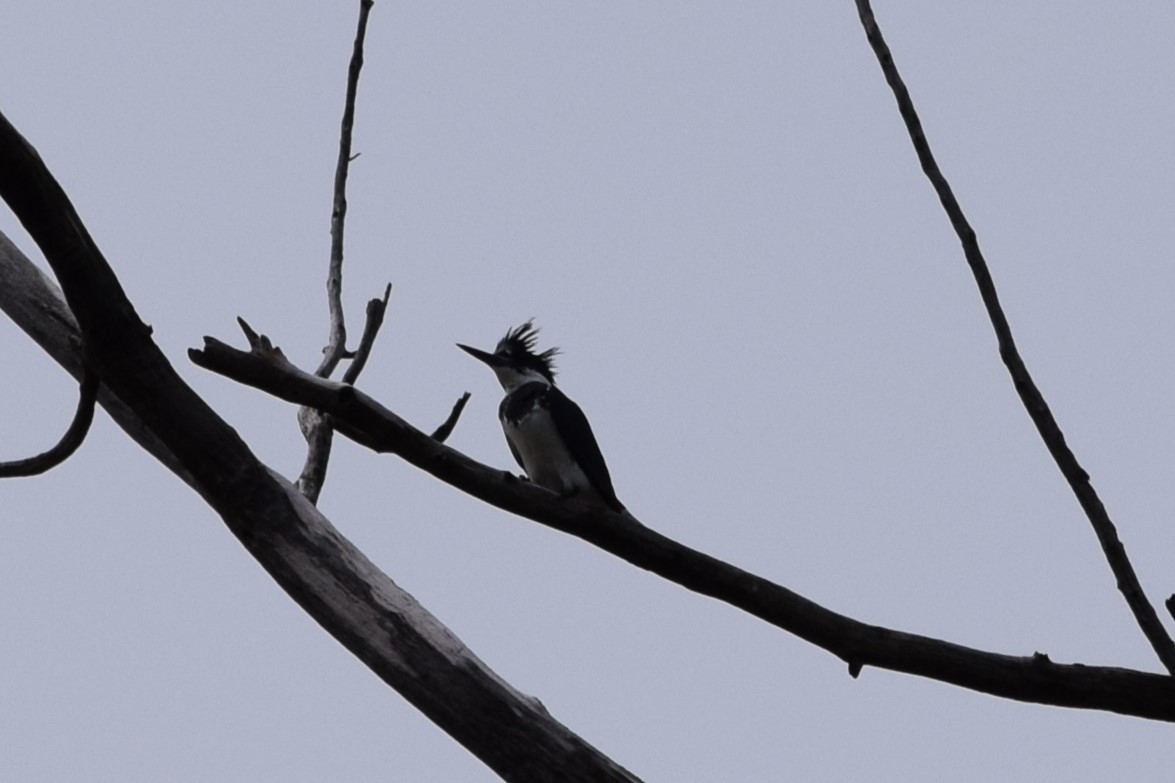 Belted Kingfisher - Alyssa Burke