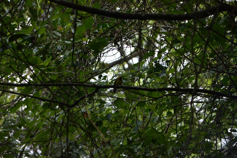 Hooded Warbler - ML618519995