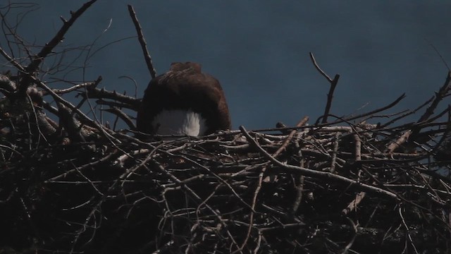 Weißkopf-Seeadler - ML618520005