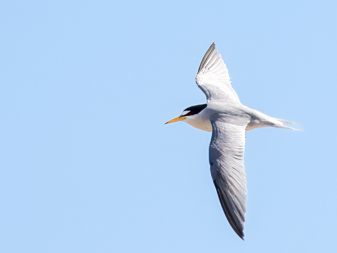 Least Tern - Tonya Freeman