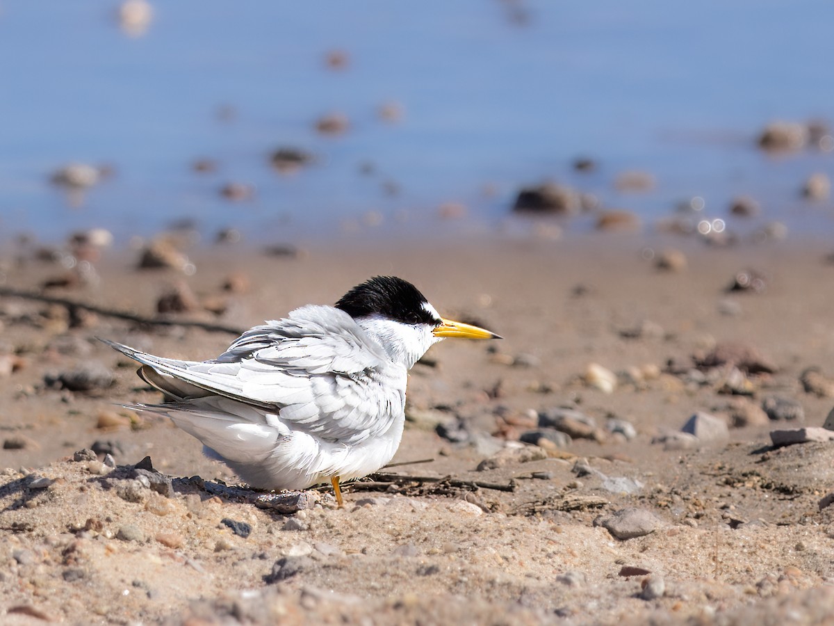 Least Tern - ML618520023