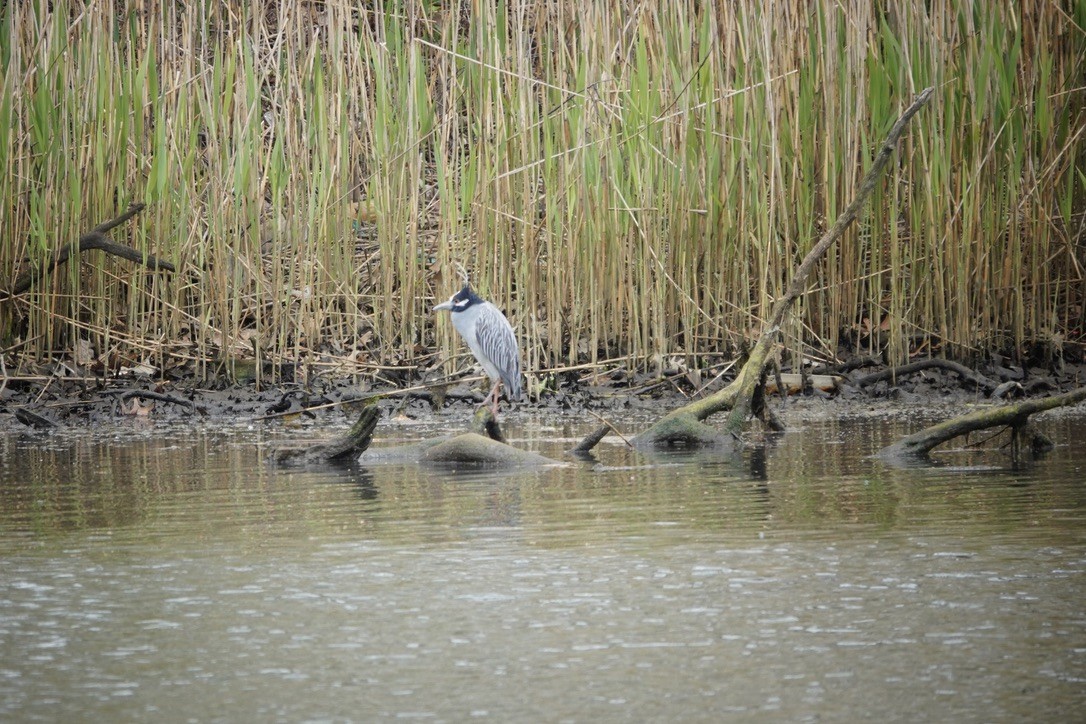 Yellow-crowned Night Heron - Anonymous