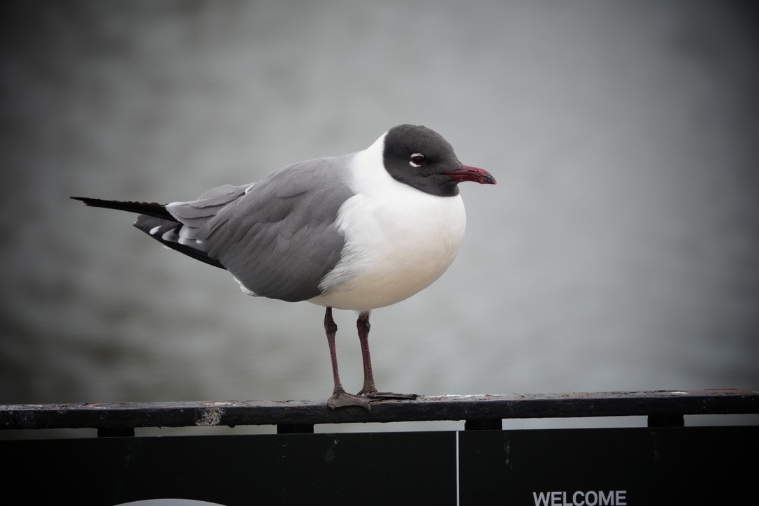 Mouette atricille - ML618520070