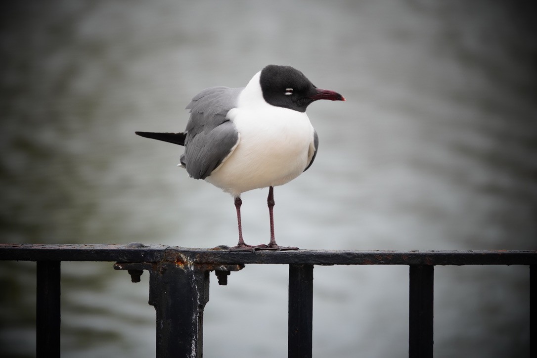 Laughing Gull - ML618520073