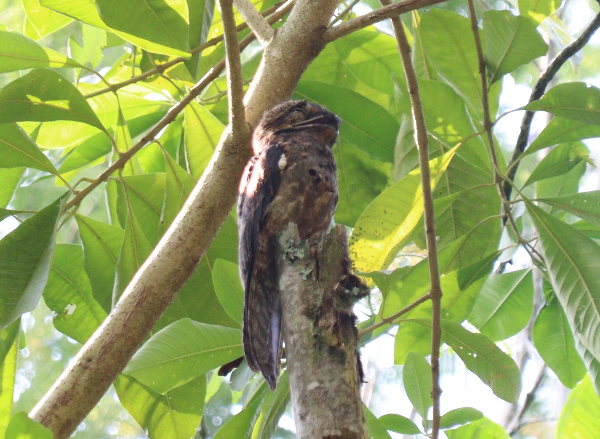 Common Potoo - ML618520082