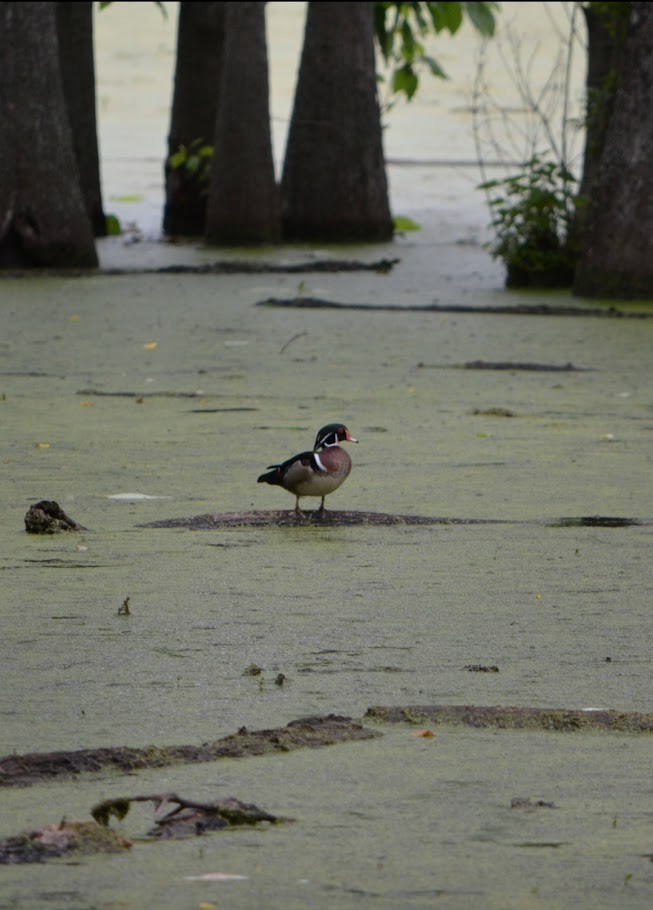 Wood Duck - Allison Bugarin