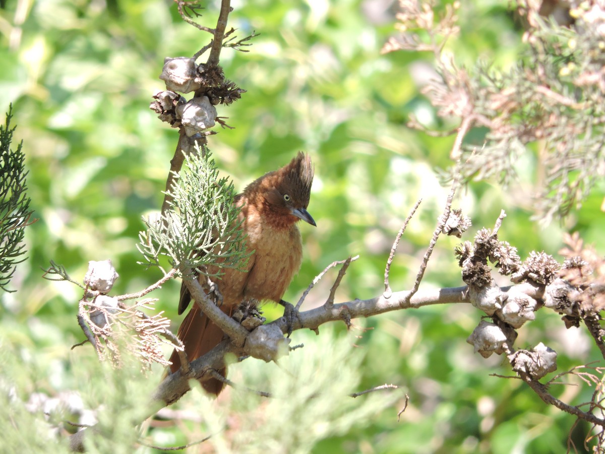 Brown Cacholote - ML618520088