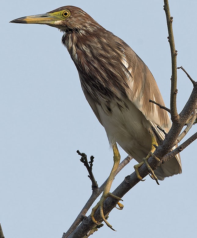 Ardeola sp. - ML618520163