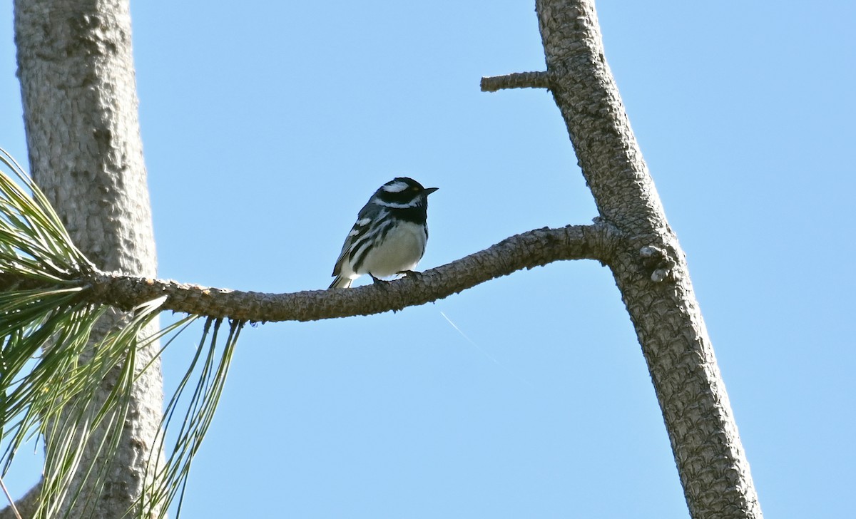 Black-throated Gray Warbler - Ryan O'Donnell