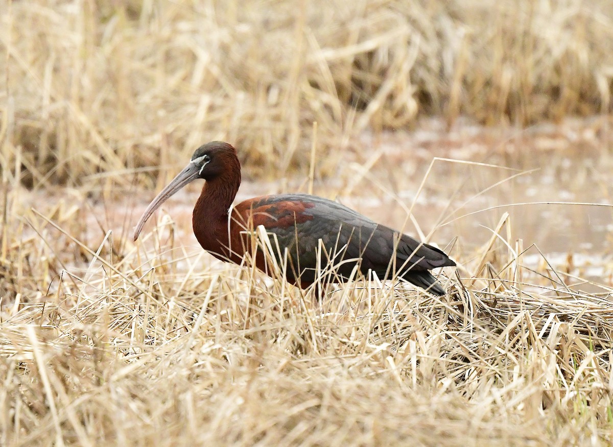 Glossy Ibis - Steve Bennett