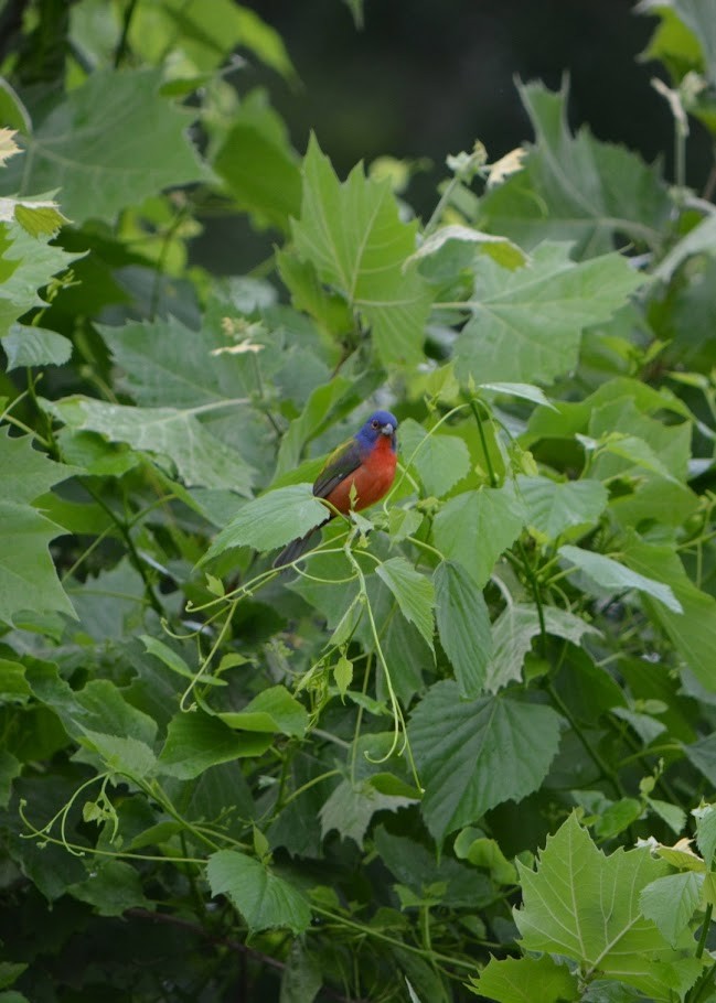 Painted Bunting - Allison Bugarin