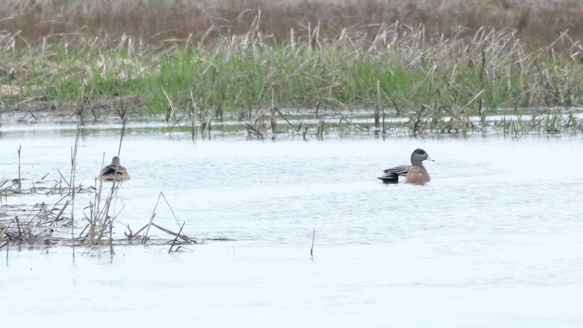 American Wigeon - ML618520223