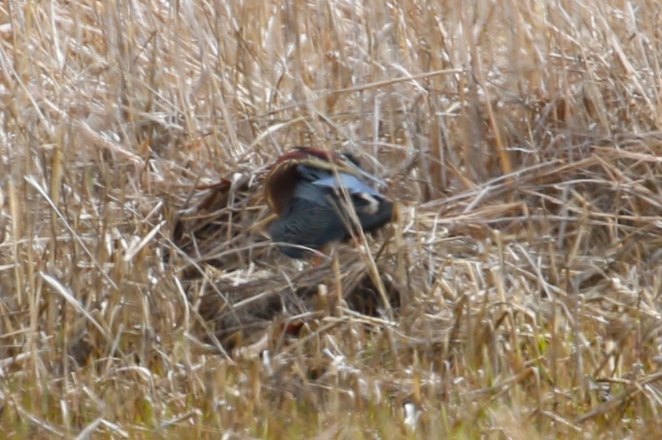 Green Heron - Ethan Ring