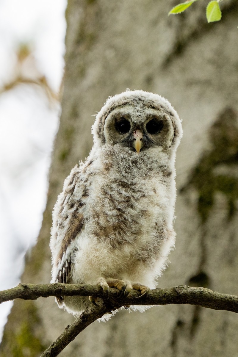 Barred Owl - Ben Nieman