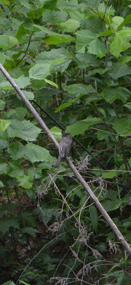 Eastern Wood-Pewee - Allison Bugarin