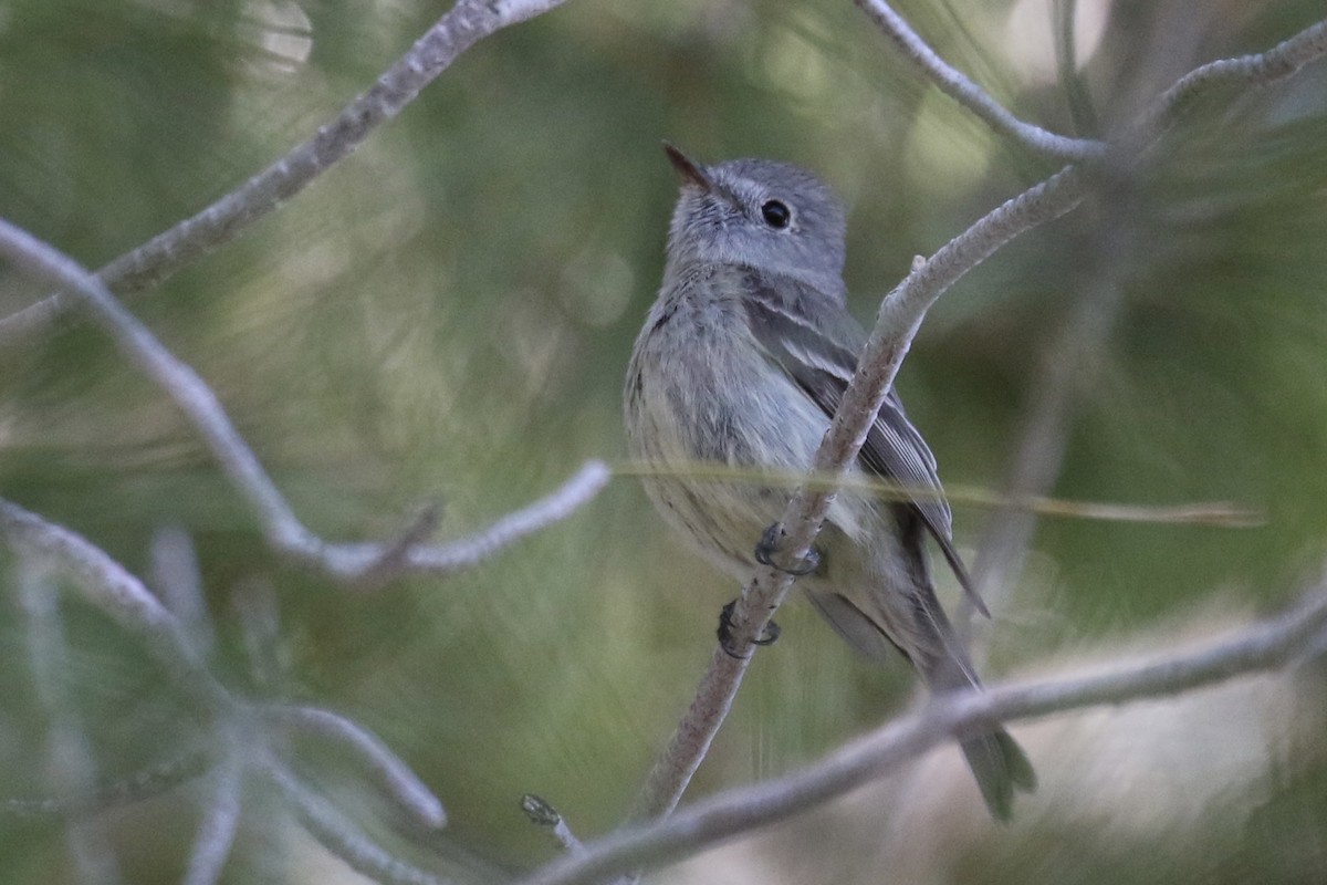 Hammond's Flycatcher - Otto Mayer