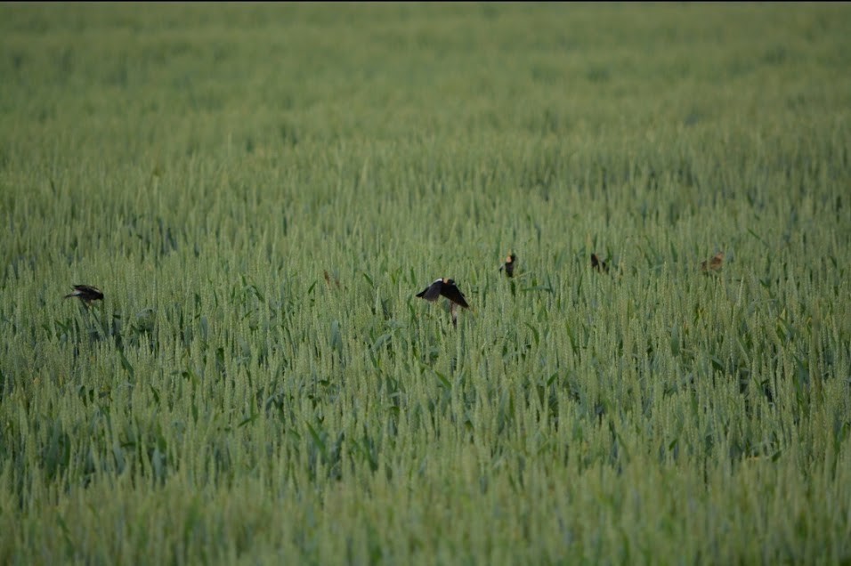 Bobolink - Allison Bugarin