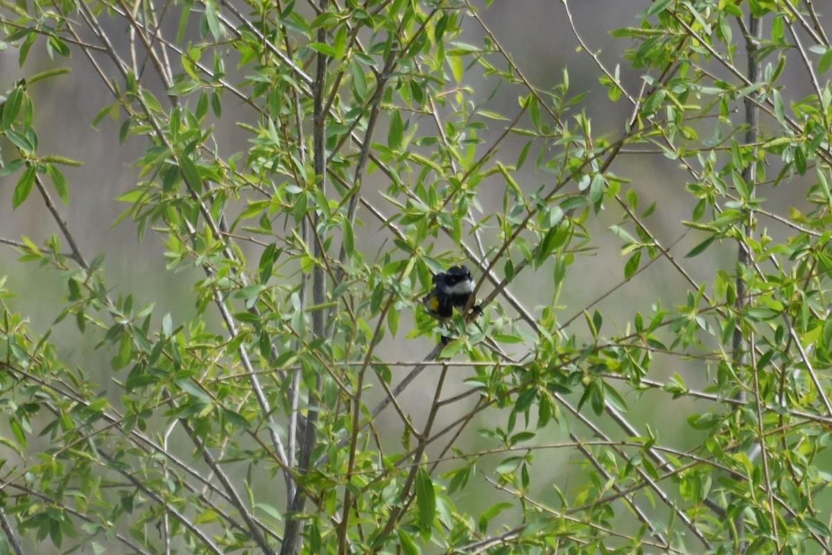 Yellow-rumped Warbler - ML618520331