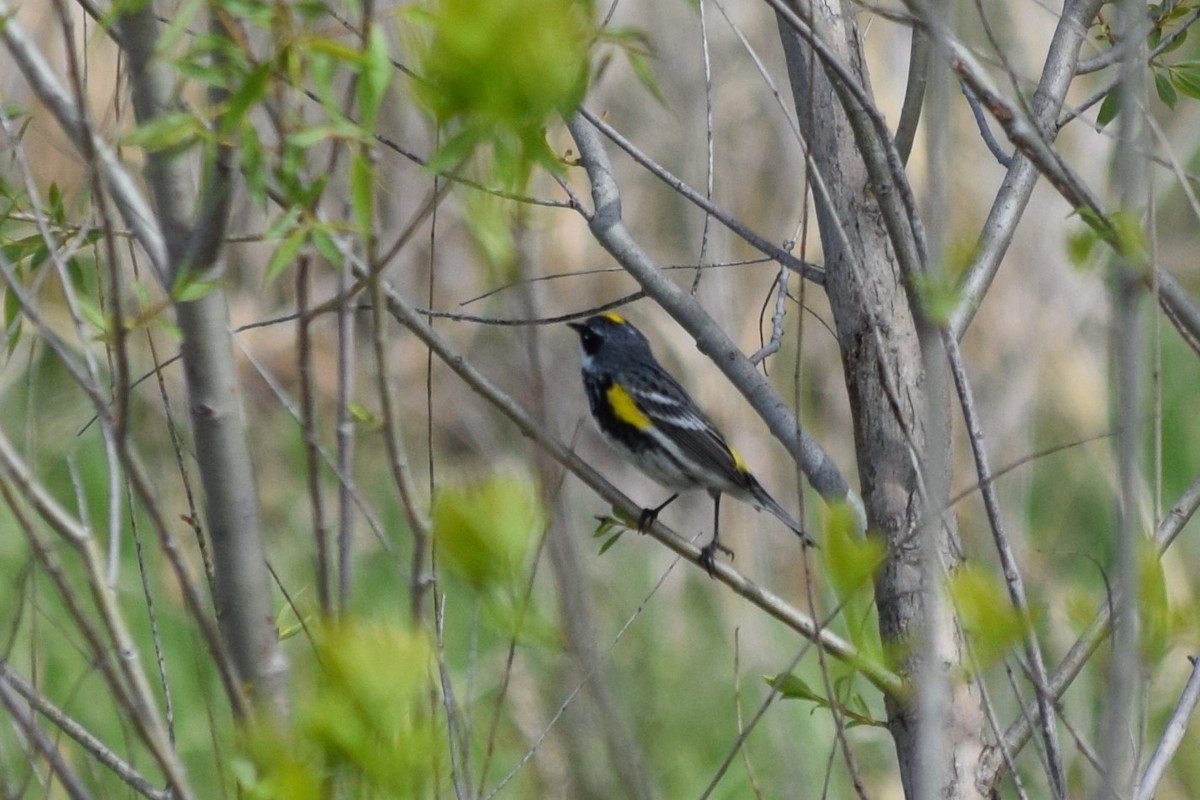 Yellow-rumped Warbler - ML618520332