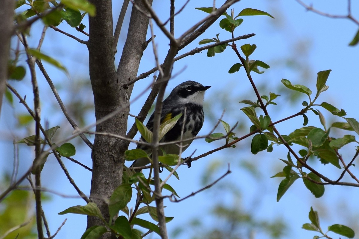 Yellow-rumped Warbler - ML618520333