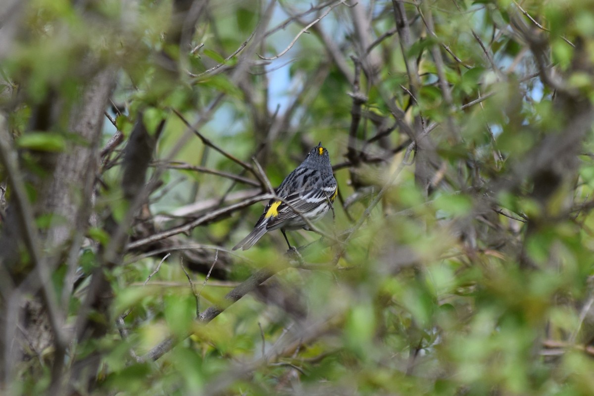 Yellow-rumped Warbler - ML618520334