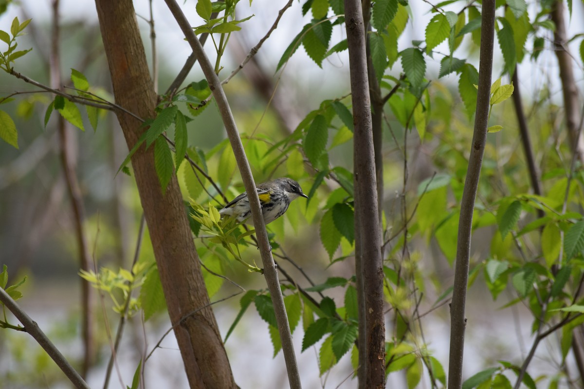 Yellow-rumped Warbler - Alyssa Burke