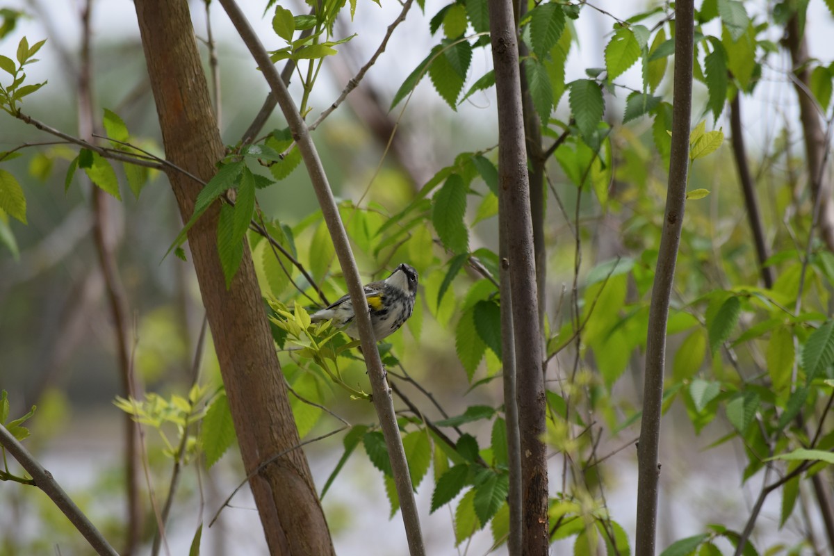 Yellow-rumped Warbler - Alyssa Burke