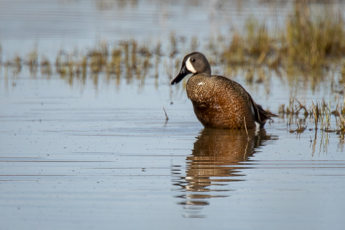 Blue-winged Teal - ML618520346