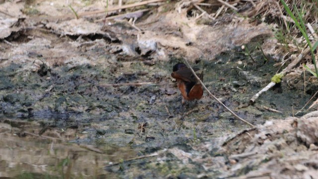 Barn Swallow - ML618520386