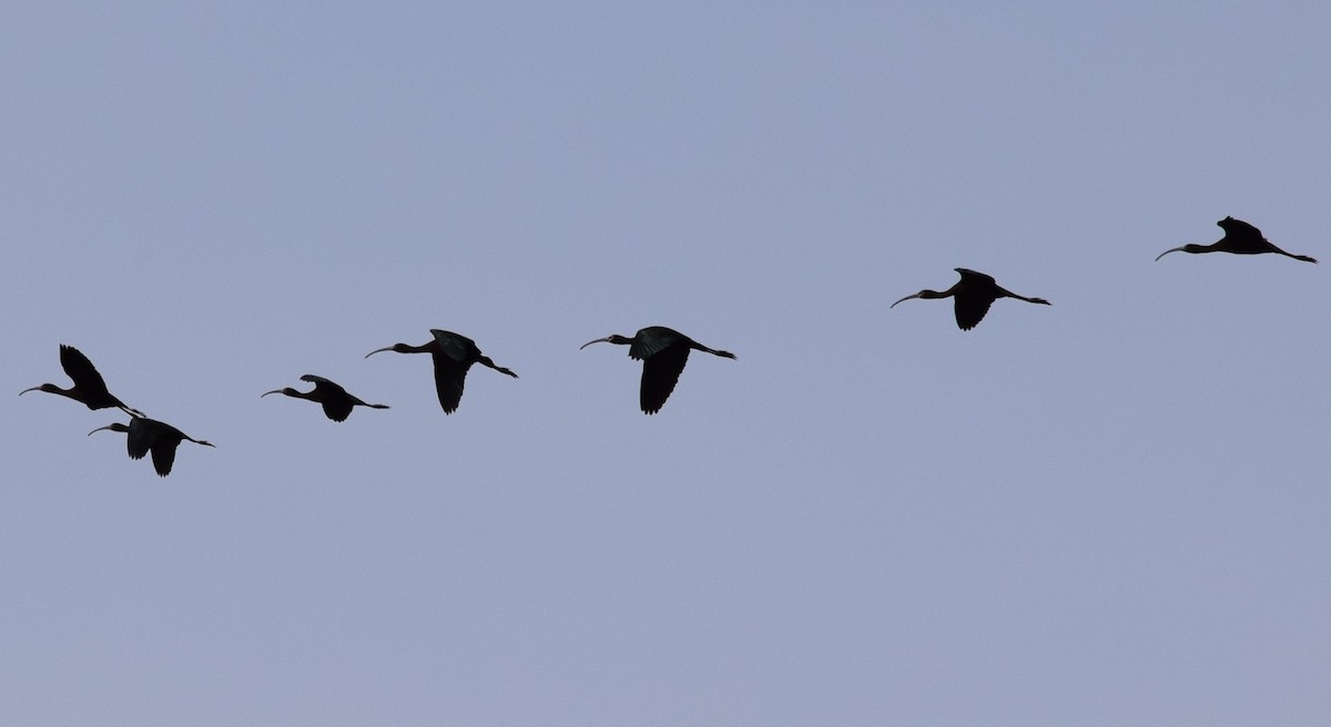 White-faced Ibis - Alyssa Burke