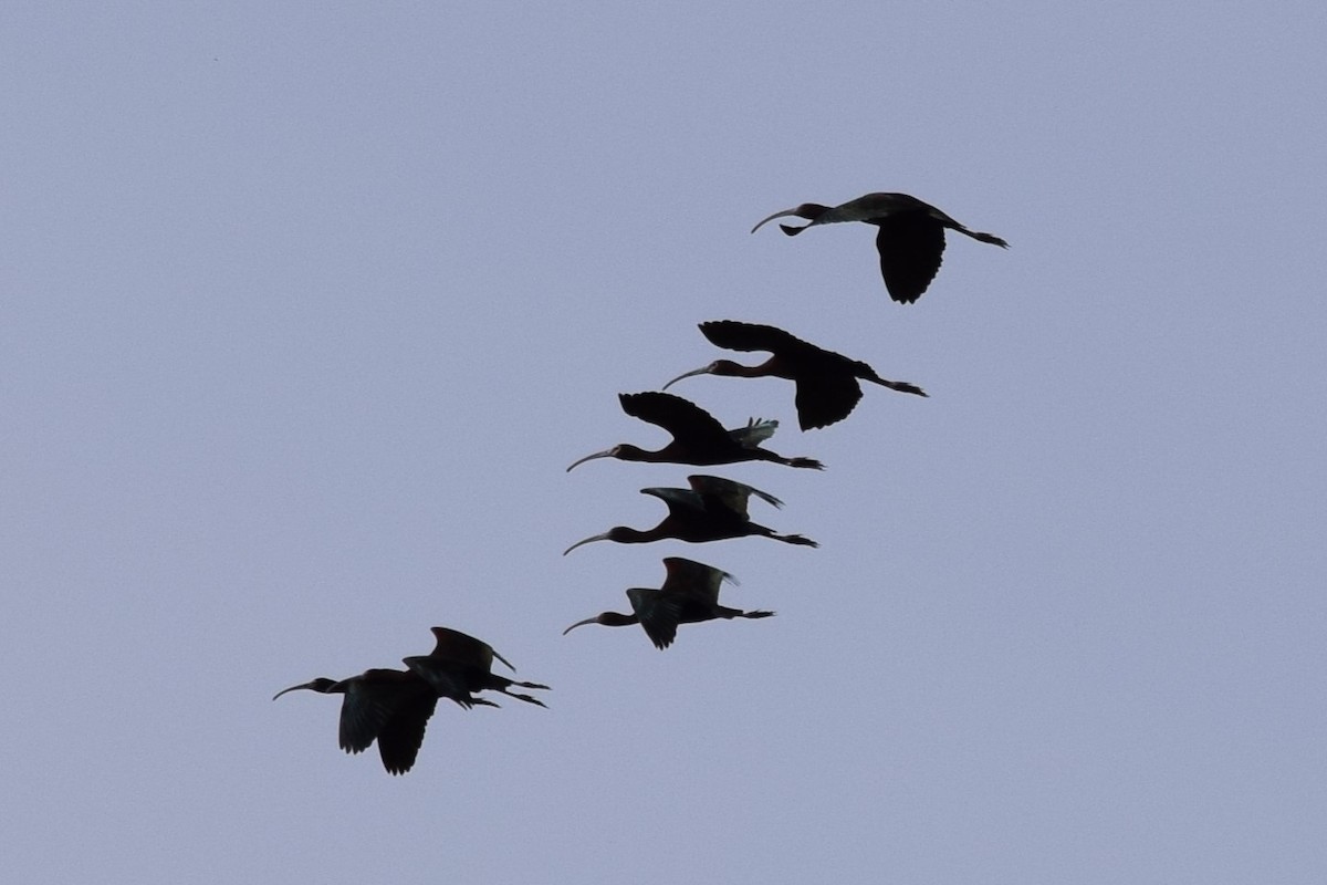 White-faced Ibis - ML618520423