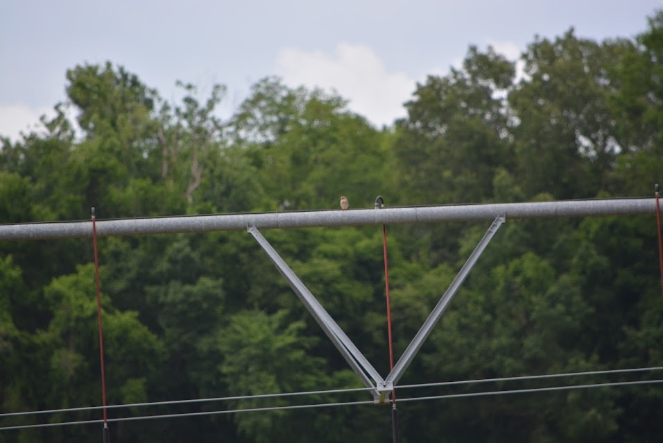 American Kestrel - ML618520425