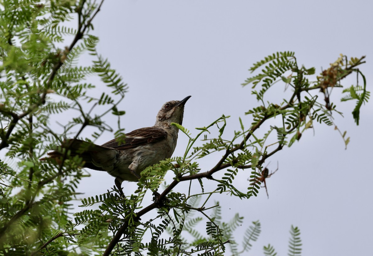 San Cristobal Mockingbird - ML618520455