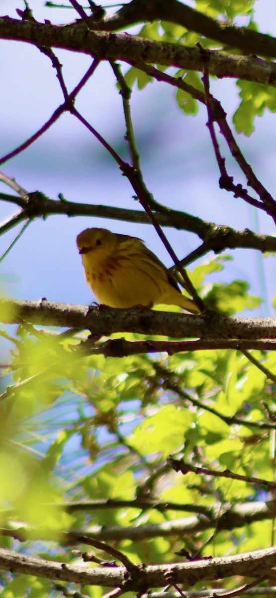 Yellow Warbler - ML618520474