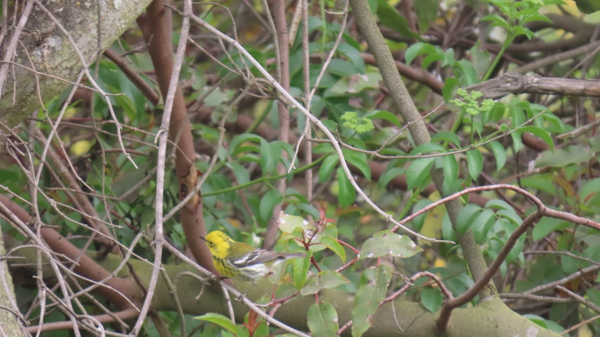 Townsend's x Hermit Warbler (hybrid) - Brian Nothhelfer
