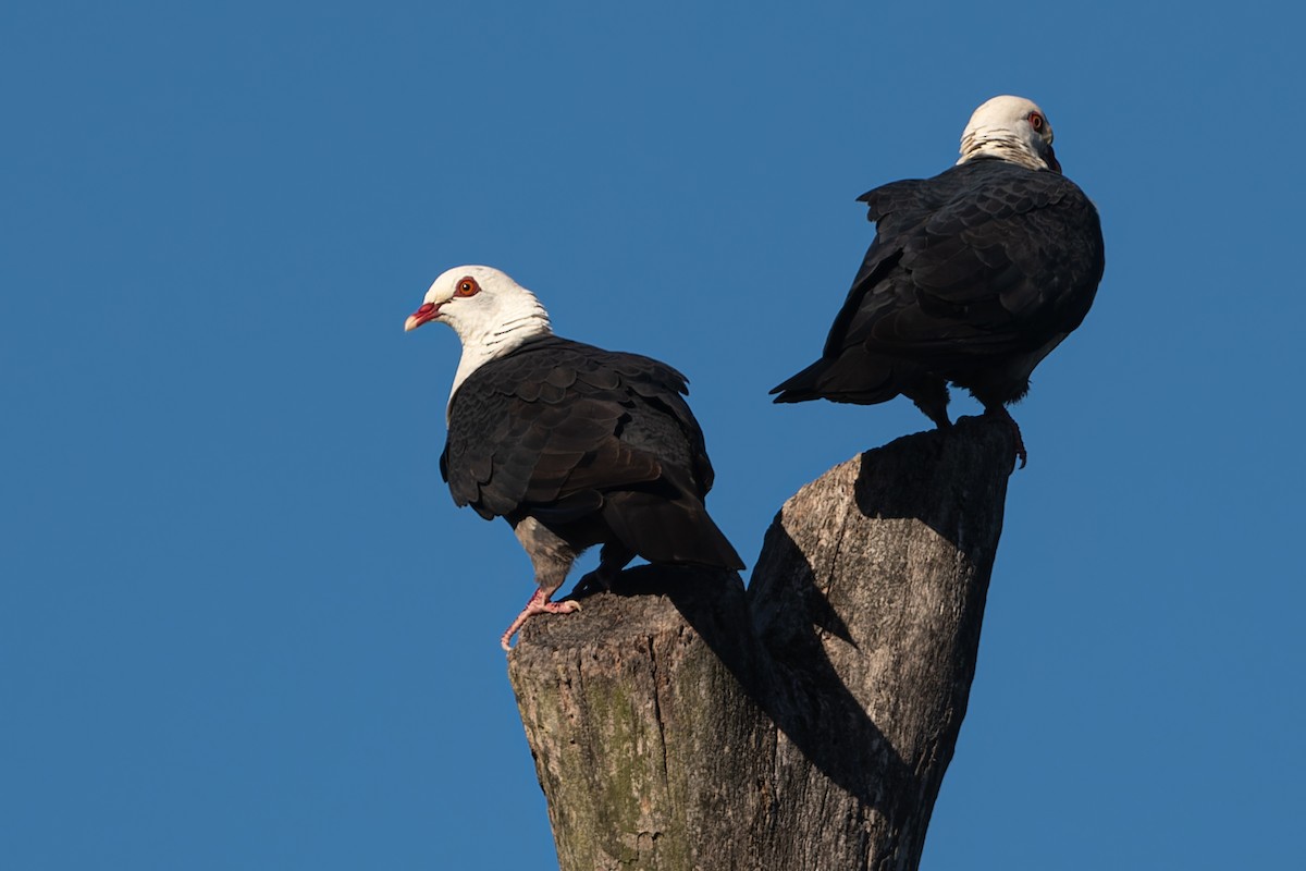 White-headed Pigeon - ML618520481