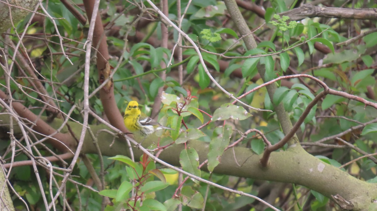 Townsend's x Hermit Warbler (hybrid) - ML618520501