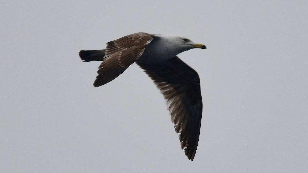 Lesser Black-backed Gull - ML618520502