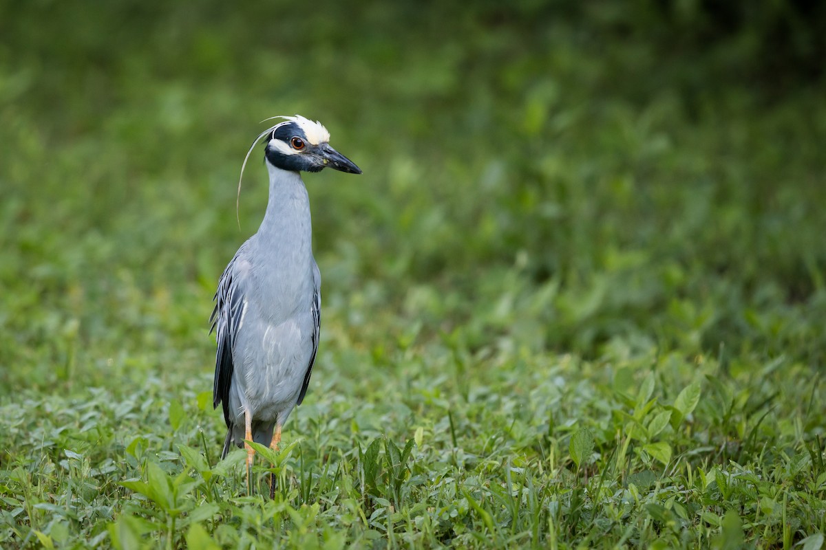 Yellow-crowned Night Heron - Ryan Sanderson