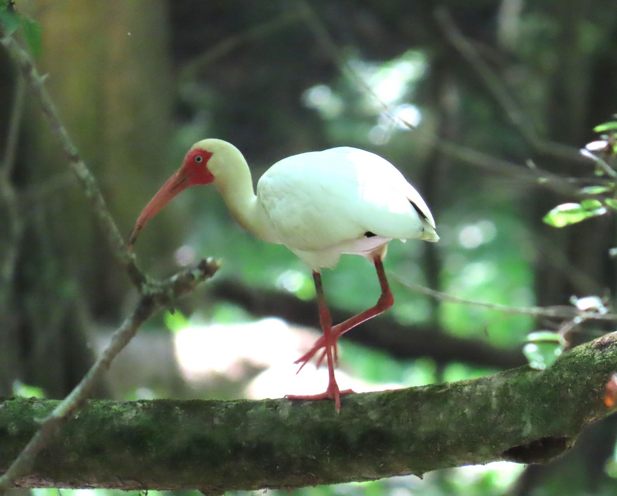 White Ibis - ML618520515